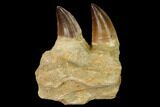 Mosasaur (Prognathodon) Jaw Section with Two Teeth - Morocco #165992-3